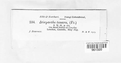 Diaporthe tessera image